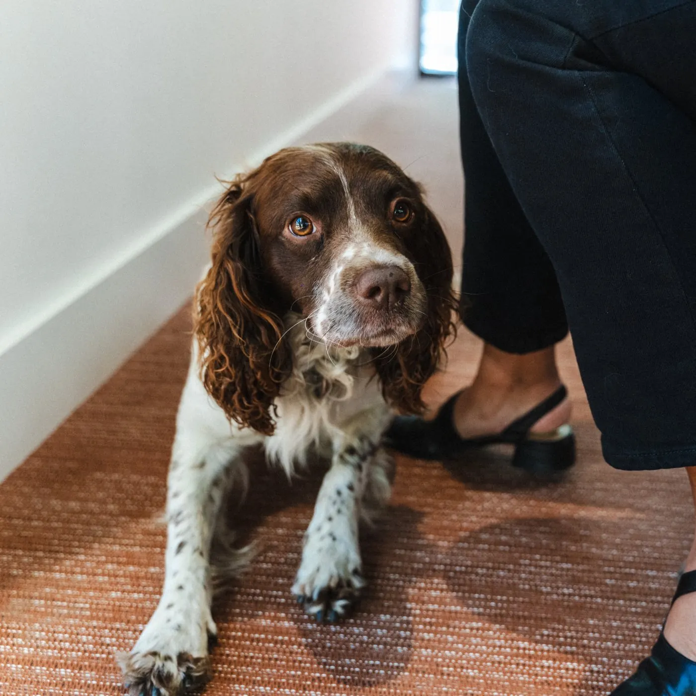 The Roost office dog